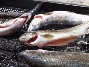 キャンプ川魚