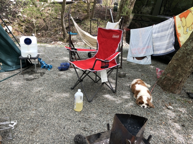 キャンプに不機嫌な犬